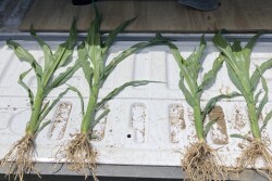 NY_Corn copy.jpeg