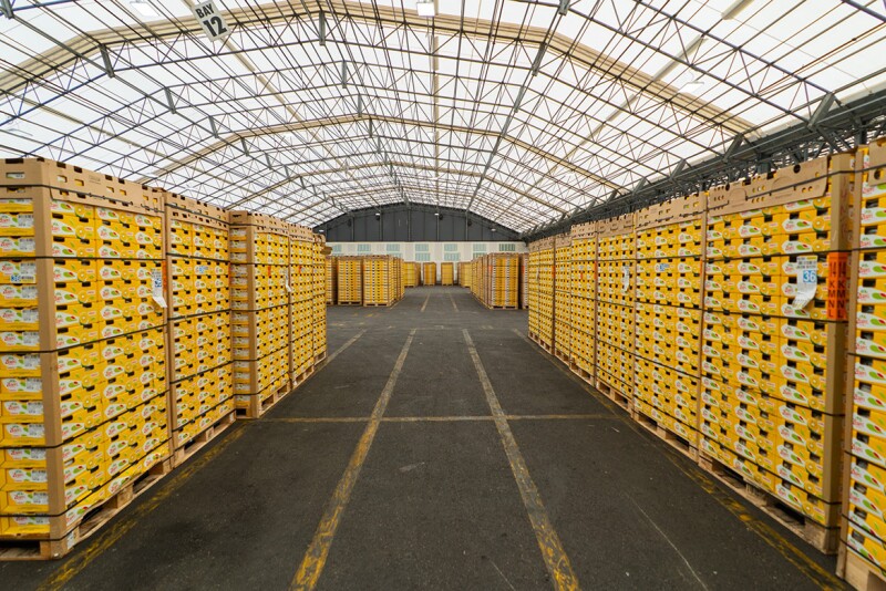 Zespri launches Sungold kiwifruit season