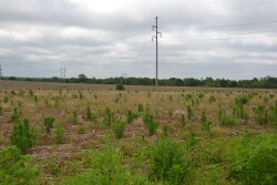 Marestail and other winter annual weeds can quickly overtake fields if left unchecked. 