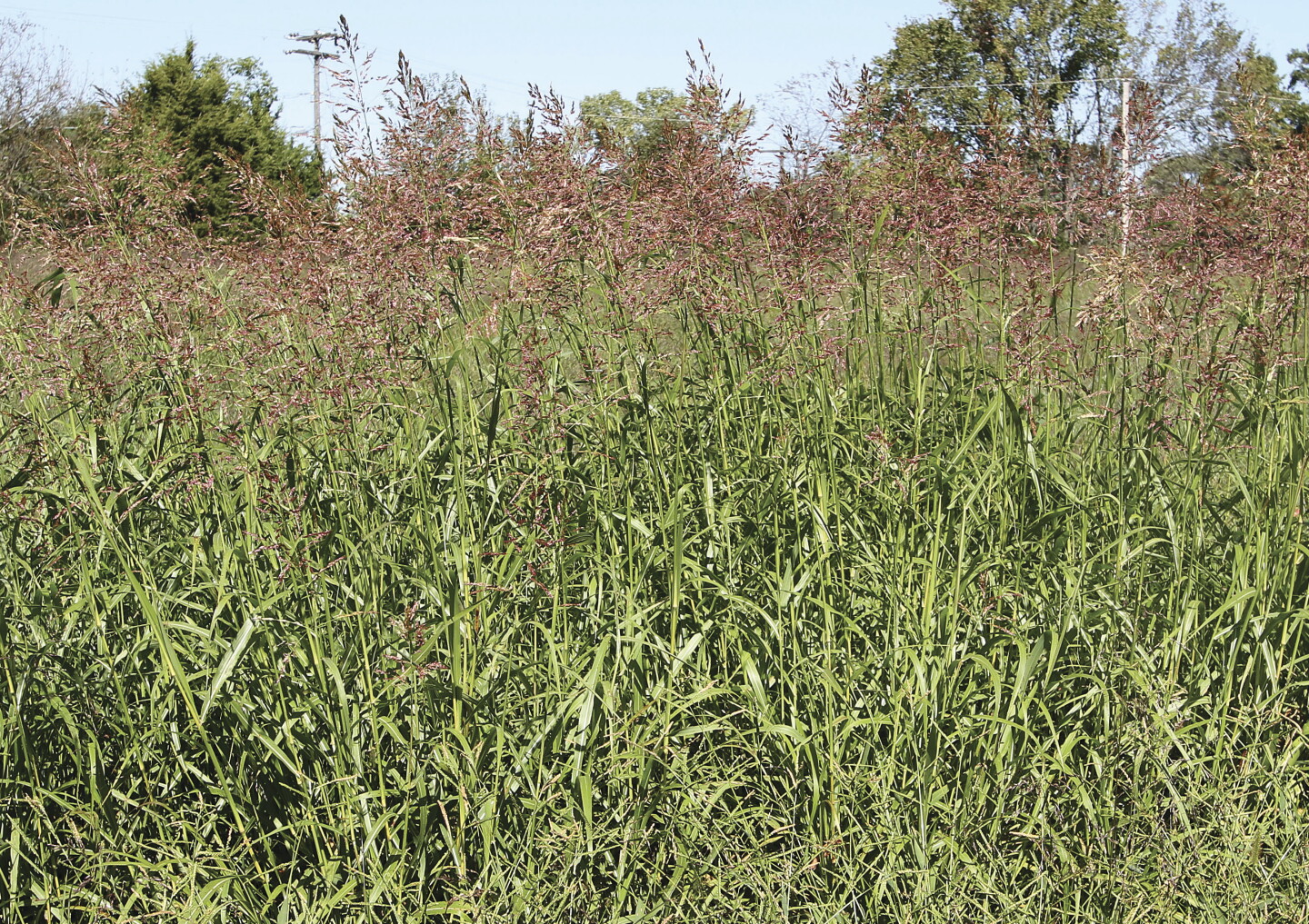 10 Toxic Pasture Weeds How To Identify And Manage Drovers 10-toxic-pasture-weeds-how-to-identify-and-manage-drovers