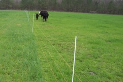 strip_grazing
