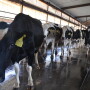 Cows exiting a parlor. 