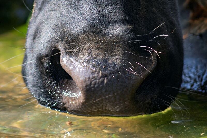 Closeup of cow drinking water