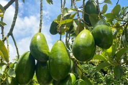 Florida avocados on a branch