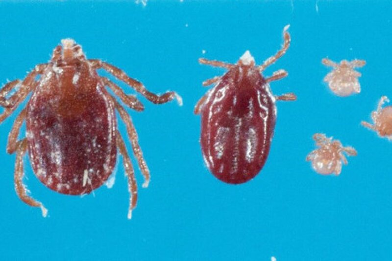 The Longhorn Tick is an aggressive biter and frequently builds intense infestations on domestic hosts causing great stress, reduced growth and production. 