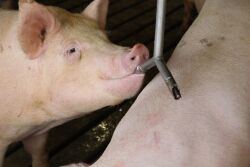A pig drinking water