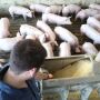 Employee checking feeder in pig barn