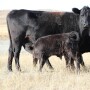 UNL Cow Calf Nursing.jpg