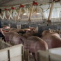 loading_hogs_pigs6