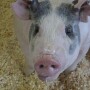 Show pig