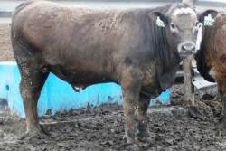 Missouri_Feeder_Steer