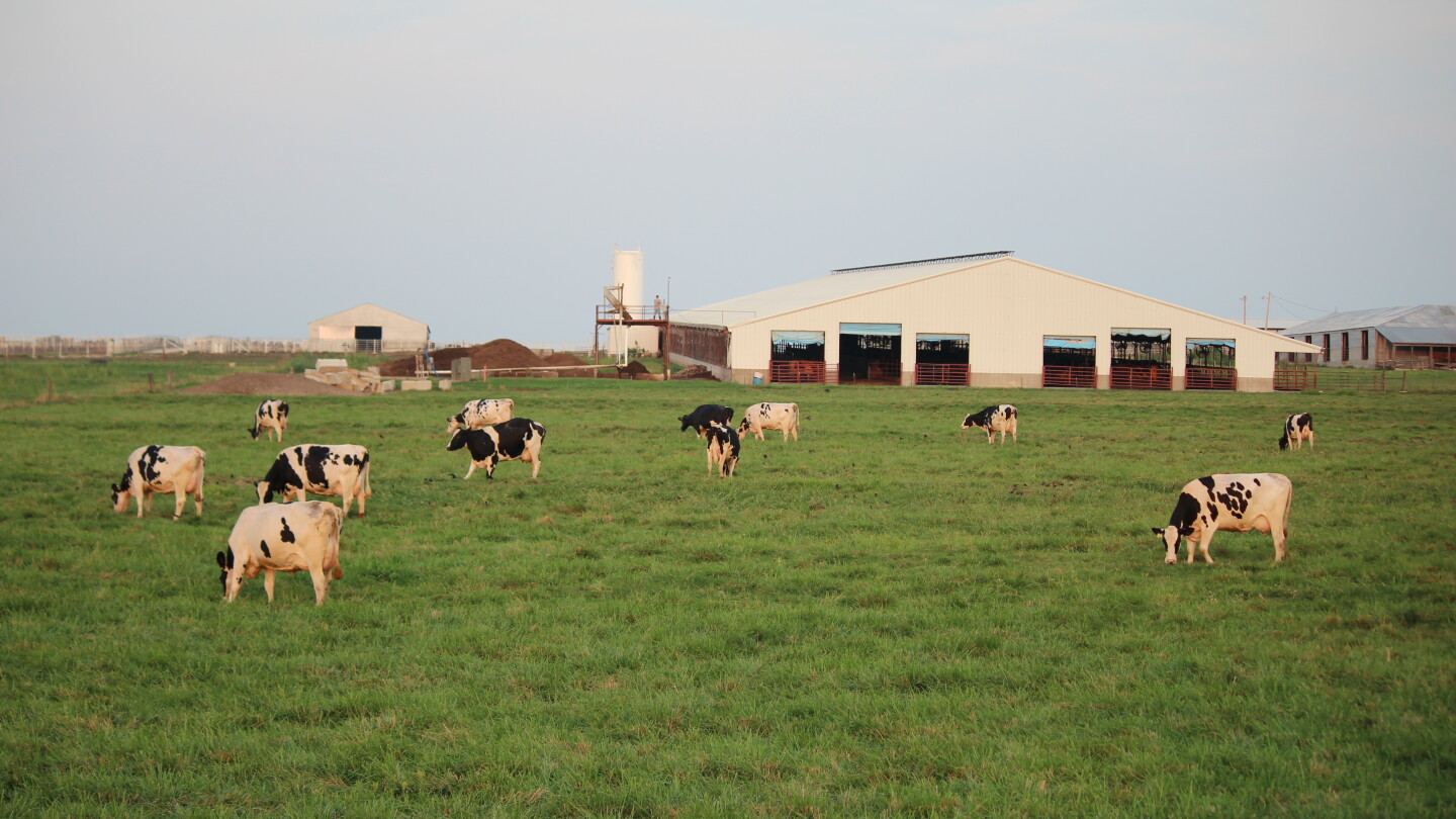 Gordie Jones: Comfortable, Couch Potato Cows Produce More Milk - Bovine Vet