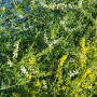 Sweetclover