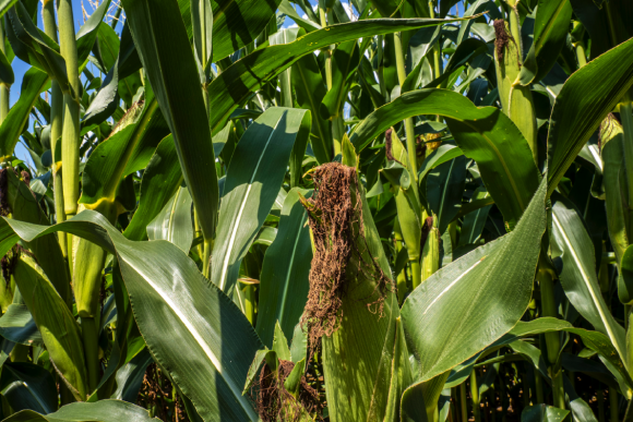 Agriculture producers with Federal crop insurance for crops in transition to organic or a certified organic grain or feed crop are eligible to receive premium assistance from the USDA for the 2023 reinsurance year.