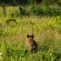 A wild pig equipped with a GPS collar and ear tag moves across an open pasture in Oklahoma.