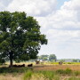Drought pasture