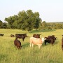 USDA cattle
