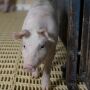 Weaner Pig