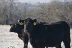 BT_Heifer_Winter_Snow