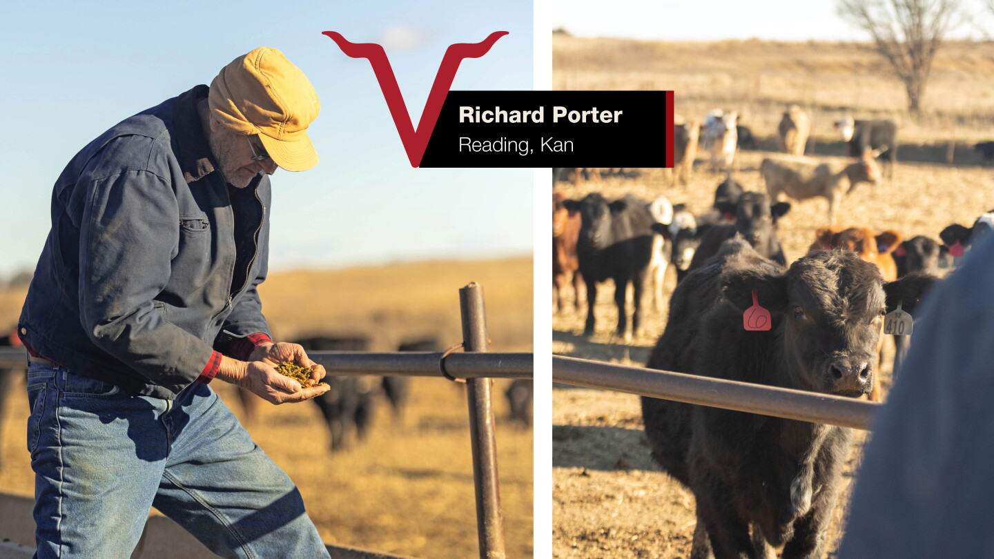 High Risk Market Cattle Transforming High-Risk Cattle into Economic Success - Drovers