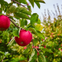 Apples on tree