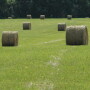Hay in the field