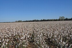 A cotton field on Red land Cotton Farm.
