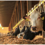 The next frontier will be an increased focus on feed efficiency and will also be centered on expanding the digestible fiber pool. 