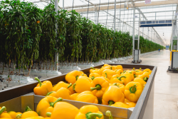 Pure Flavor greenhouse