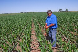 Ken Ferrie Evaluating Stand Counts