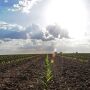Corn