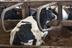 DT_Tail_Docked_Cow