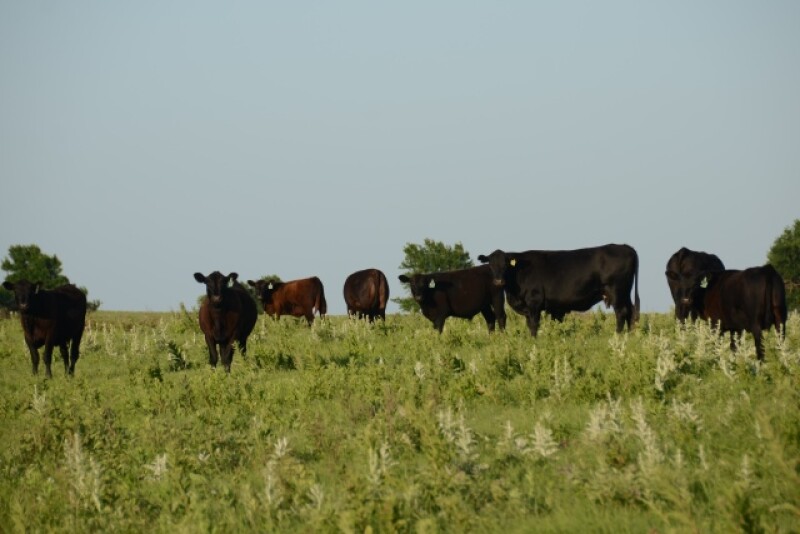 BT_Cow_Calf_Flint_Hills