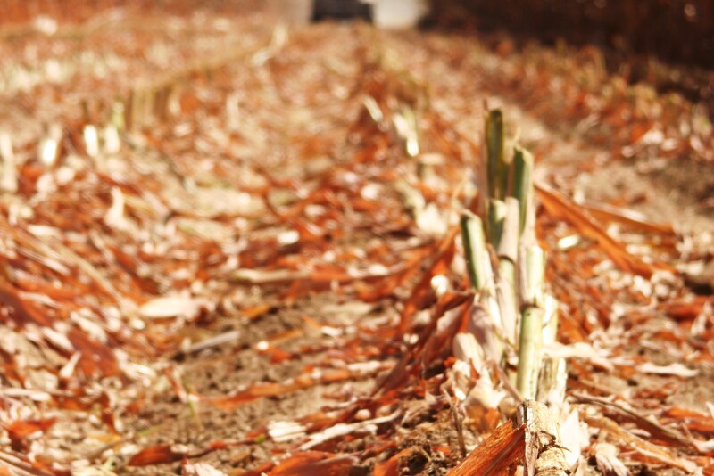 Now is the time to do corn chopper maintenance, before the crush of harvest.