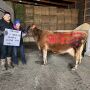 Jersey cow