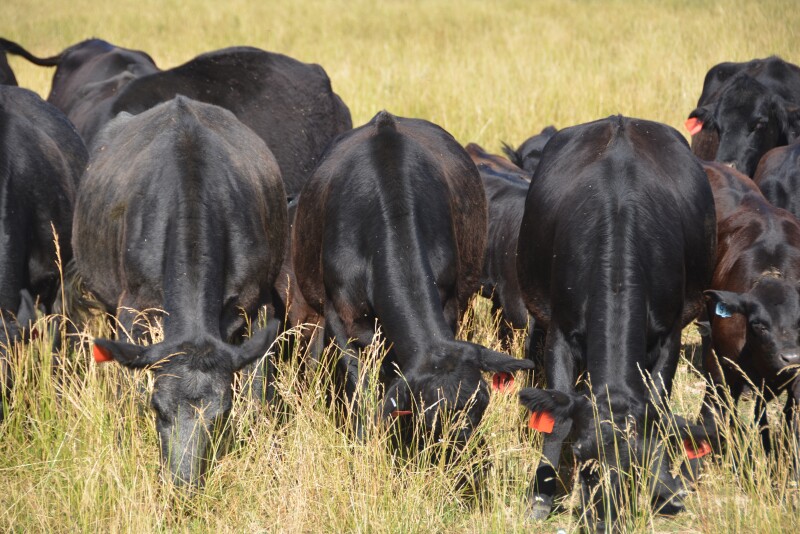 Drought grazing