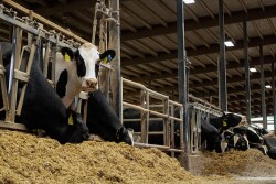 Dairy_Feedbunk_Headlocks_Holstein_Taylor Leach