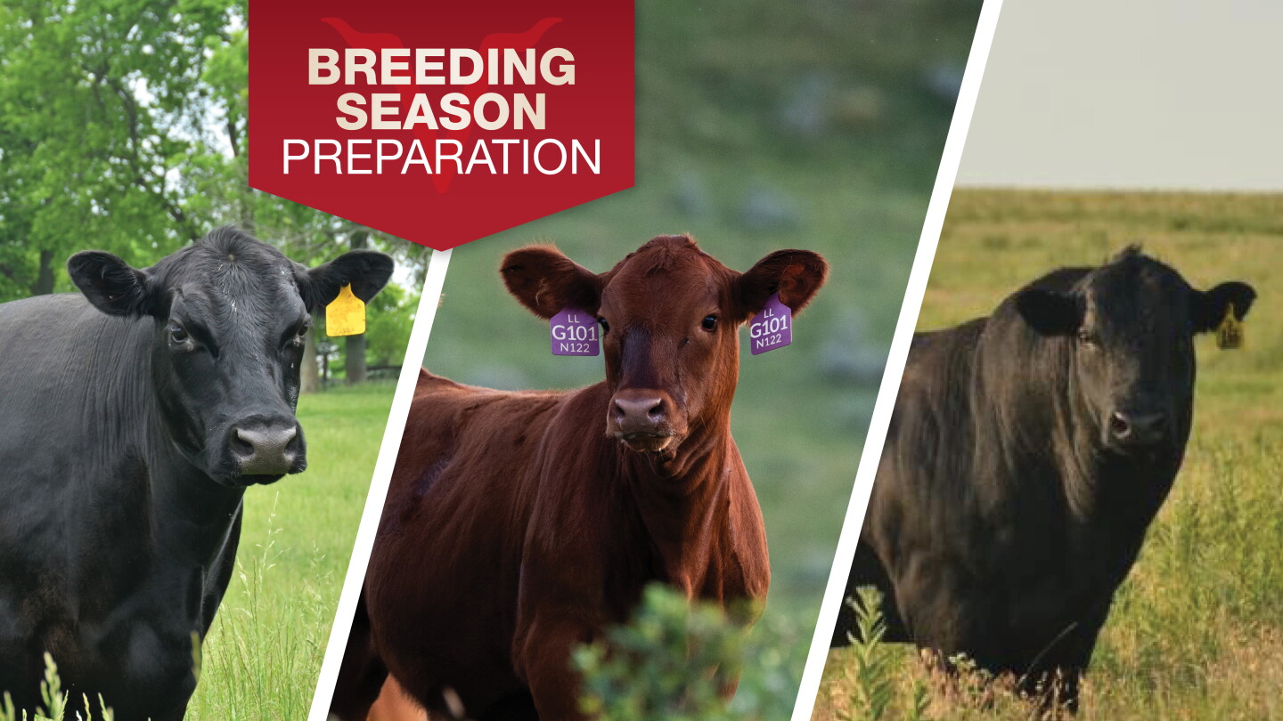 Breeding Line Up As Breeding Begins: 3 Keys to Success - Drovers