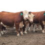 Hereford