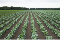 Heath Wetherington, director of operations for Baker Farms, said two to three inches of rain have fallen for several weeks on many of the company’s crops, such as this field of collard greens.