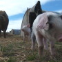 pasture raised pork pigs jakes country meats