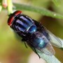 Secondary Screwworm Fly