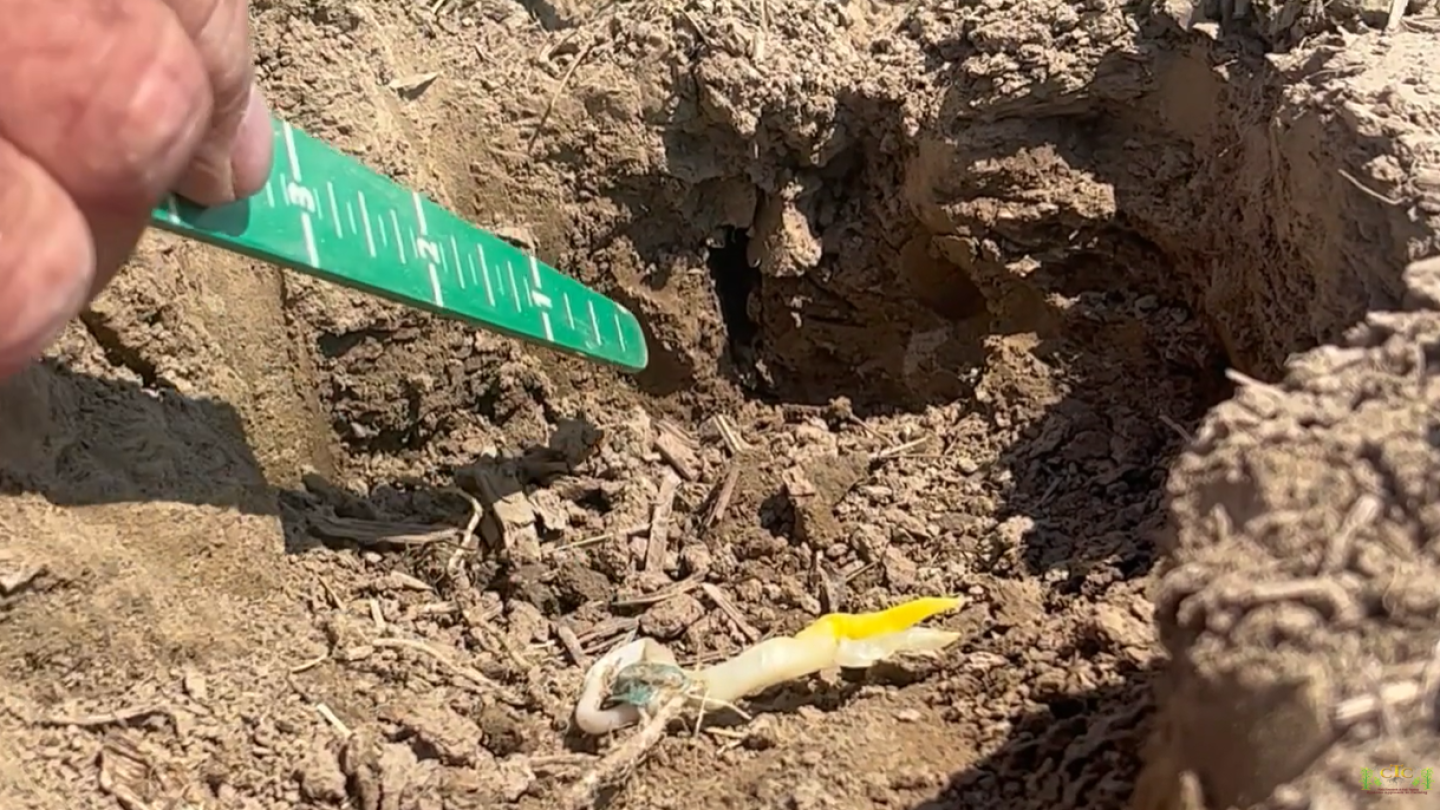 4 Reasons Your Corn Crop Leafed Out Underground This Spring - AgWeb