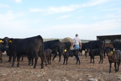 BT_Cow_Calf_Pen
