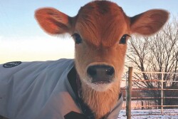 Jersey Calf Winter Jacket