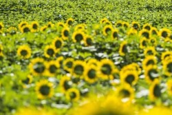 sunflowers