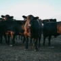 Profit margins should improve for cow-calf and feedlots next year.