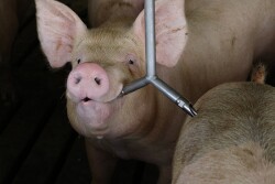 Pig Drinking