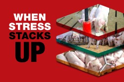 When Stress Stacks Up red