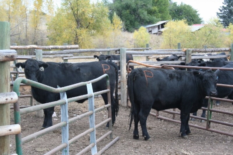 In this study, 60% of treated cattle were diagnosed pregnant from fixed-time AI compared with 51% in the control group.